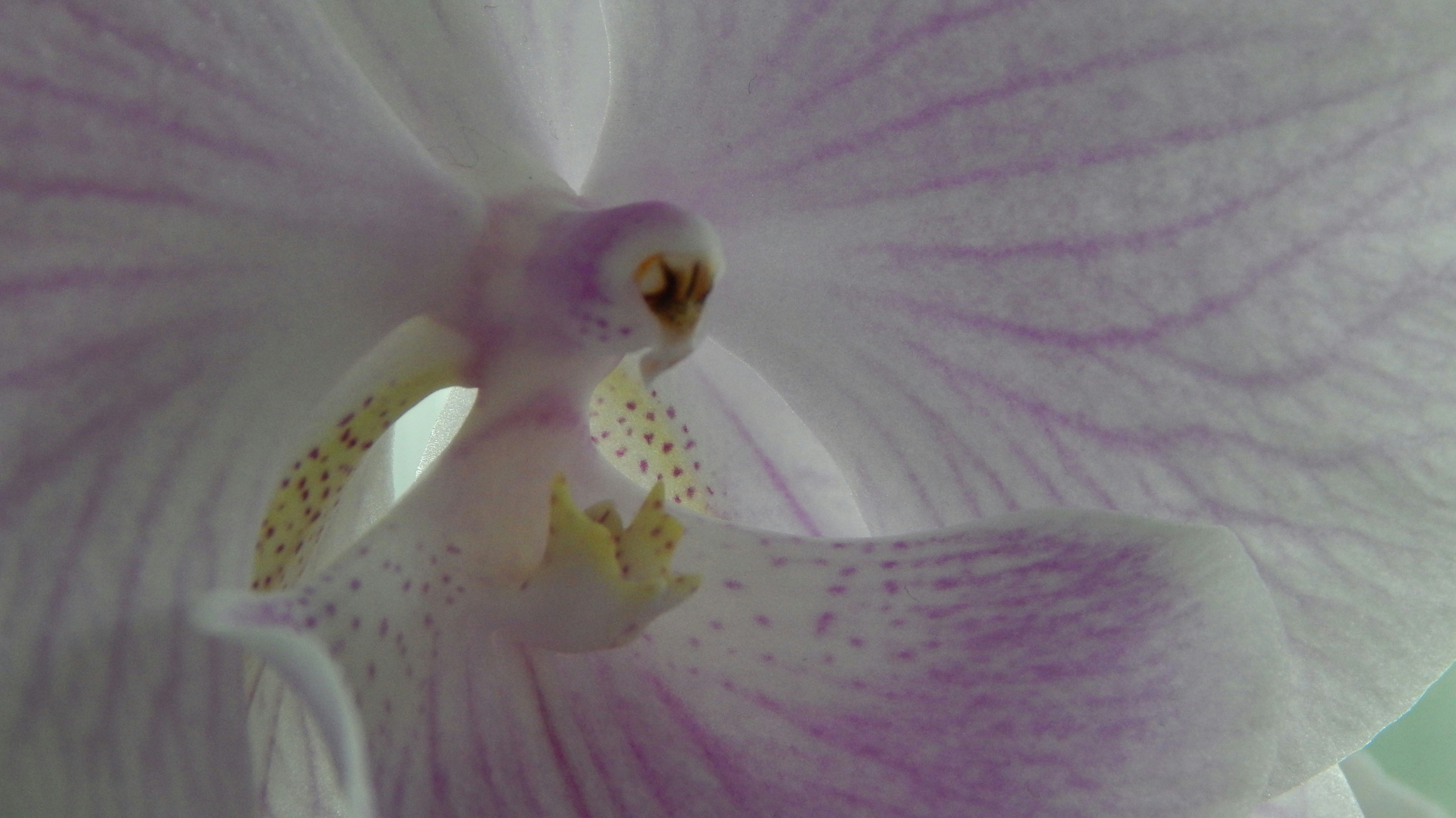 Close-up of a delicate pink and white orchid.